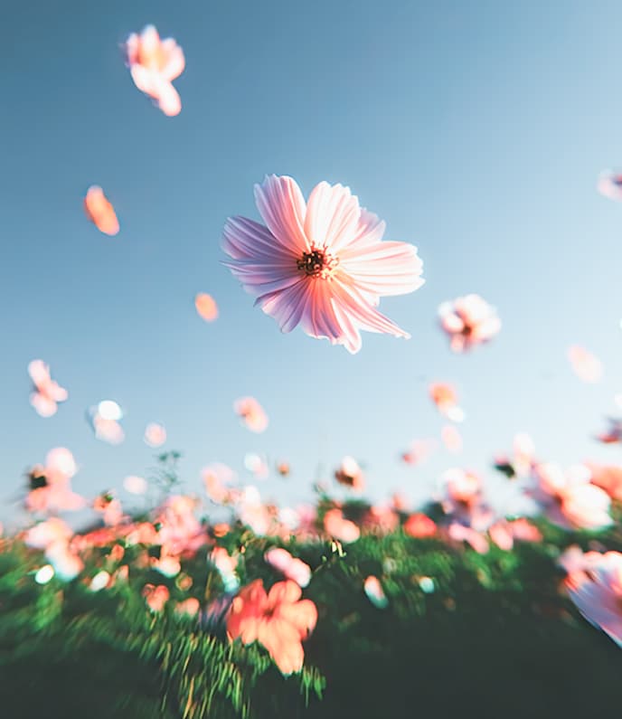 Illustration florale pour la phase de stratégie